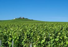 Vins de Champagne | Champagne Henriot sous le même toit que Champagne Nicolas Feuillatte !