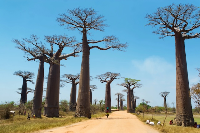 Avenue des baobabs, Depositphotos