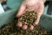 Gaspillage alimentaire, RSE, Monde | Le Hyatt Regency Sydney intègre la solution Goterra et devient leader mondial ! Close up of Black soldier fly (BSF) larvae or maggot on a palm of hand, Hermetia Illucens insect farms for fish and poultry feed