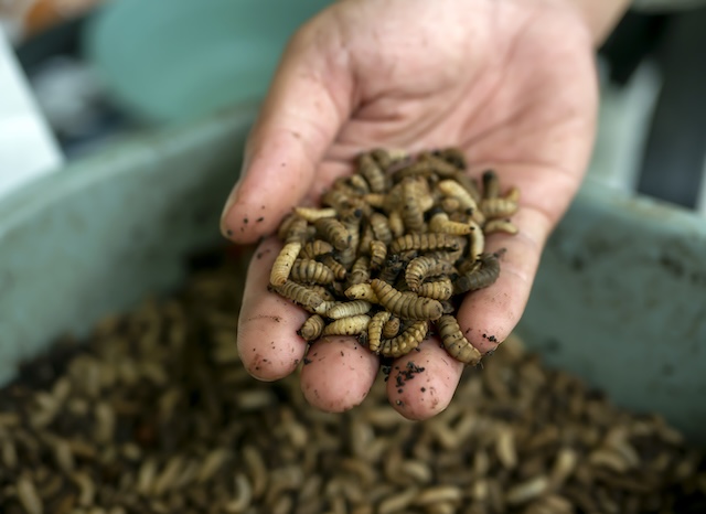 Close up of Black soldier fly (BSF) larvae or maggot on a palm of hand, Hermetia Illucens insect farms for fish and poultry feed