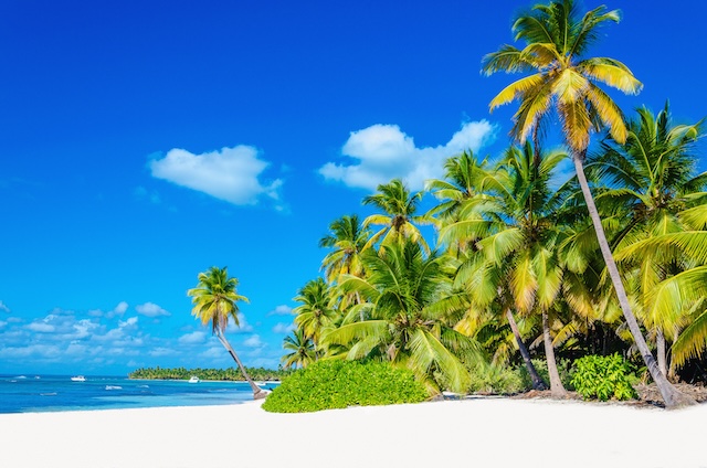 Tropical beach with palm tree entering the ocean