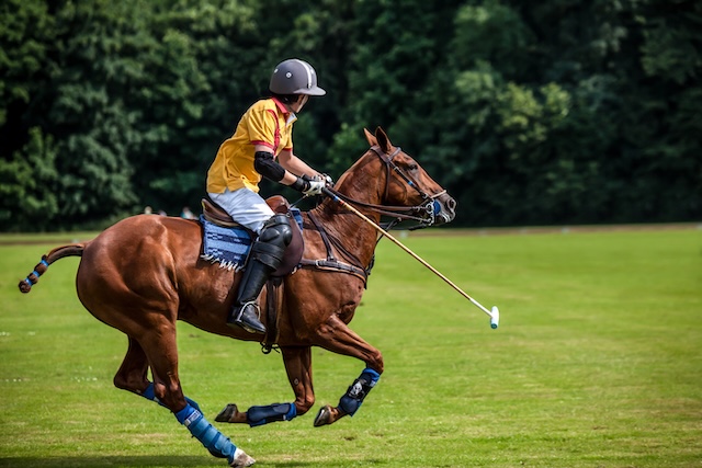 Illustration polo @ credit Depositphotos