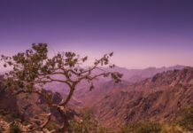 Ouverture fin 2026, Arabie saoudite | ENVI Al Shafa, future « retraite » (retreat) de montagne haut de gamme a solitary tree looking after a valley in Taif Mountains area in saudi arabia