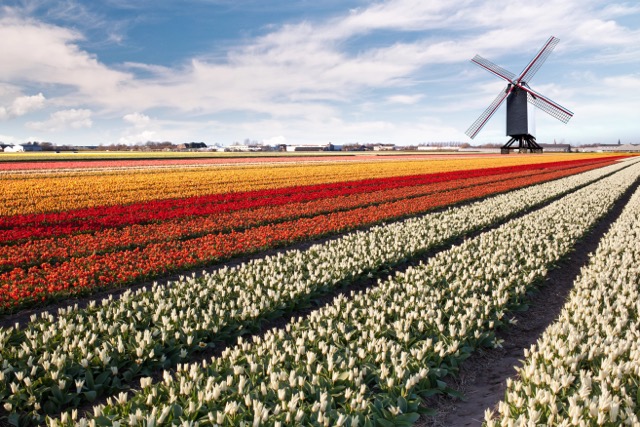 Paysage hollandais @ credit Depositphotos